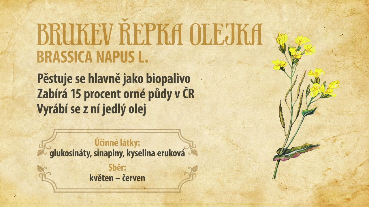 Žlutá smrt